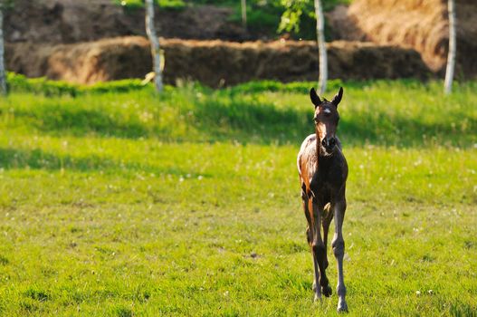 beautiful animal horse outdoor run and have fun