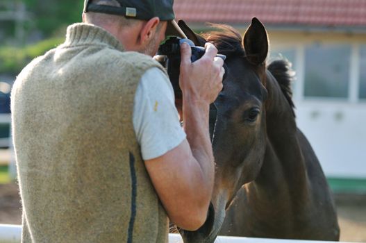 man taking photographs of the horse farm animal