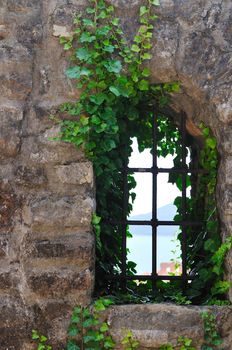 window old plant background with stone wall