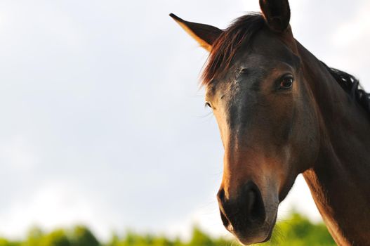 beautiful horse in nature run and have family relatinship