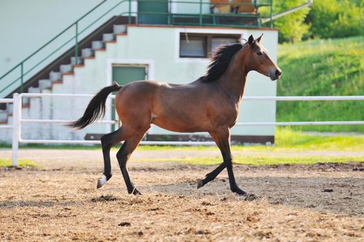 beautiful animal horse outdoor run and have fun