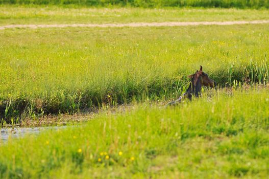 beautiful animal horse outdoor run and have fun