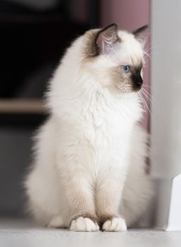 fluffy ragdoll cat with beautiful blue eyes sitting on the floor in light room and looking back