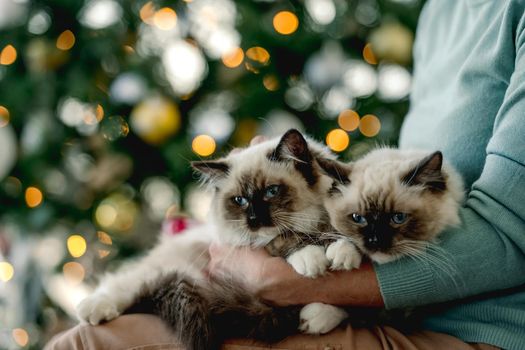 Girl with ragdoll kittens in Christmas time in room with decorated tree and lights on blurred background. Young woman with domestic kitty pets at home in New Year holidays