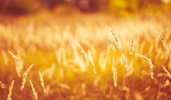 Cereal field with yellow ripe spikelets closeup with blurred background. Wheat grain in farmaland with beautiful sunlight