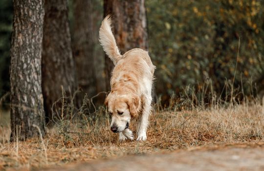 Golden retriever dog sniffing ground in the forest. Cute purebred doggy pet labrador at nature
