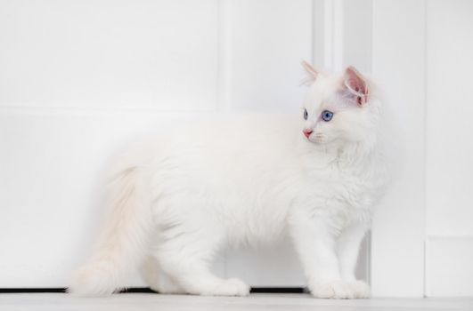 Lovely fluffy white ragdoll cat in light room standing and looking back. Beautiful purebred feline pet outdoors