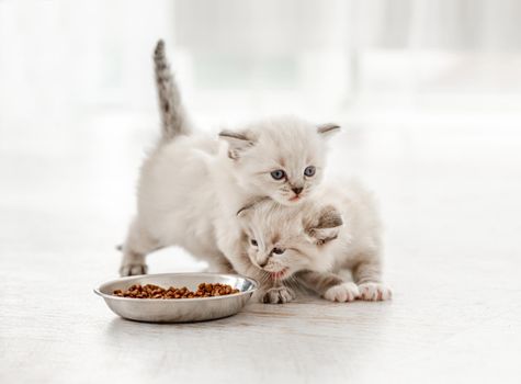 Two adorable ragdoll kittens standing close to metal bowl with feed on blurred white background. Cute purebred fluffy kitty cats going to eat in light room