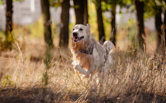 Golden retriever dog walking in autumn park in yellow grass. Purebred pet labrador outdoors in sunny day