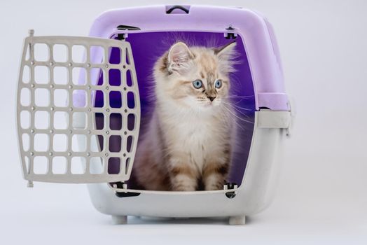 Ragdoll kitten in transportation cell box isolated on white background. Cute purebred kitty pet in cat carrying