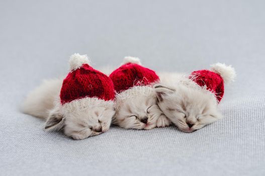 Three adorable fluffy ragdoll kittens sweety sleeping together wearing knitted christmas red hats with white bubos on light blue fabric during newborn style photoshoot in studio. Cute kitty portrait