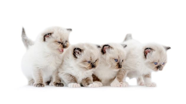 Four ragdoll kittens isolated on white background with copyspace. Domestic fluffy purebred kitty pets standing together