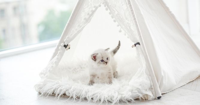 Cute small ragdoll kitten standing inside white curtain tent on fur. Adorable breed kitty cat during studio photoshoot