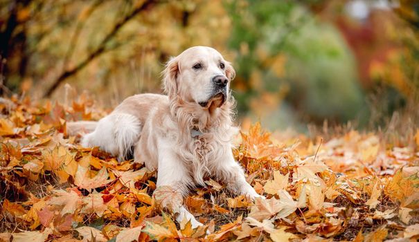 Golden retriever dog lying on ground on yellow leaves in autumn park. Cute purebred doggy pet outdoors
