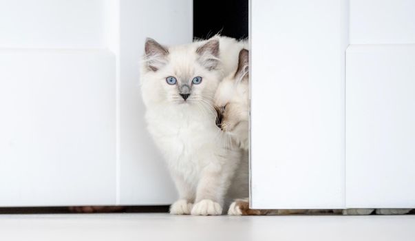 Lovely fluffy white ragdoll cat looks out from behind the door in light room. Beautiful purebred feline pet with blue eyes peeps out outdoors