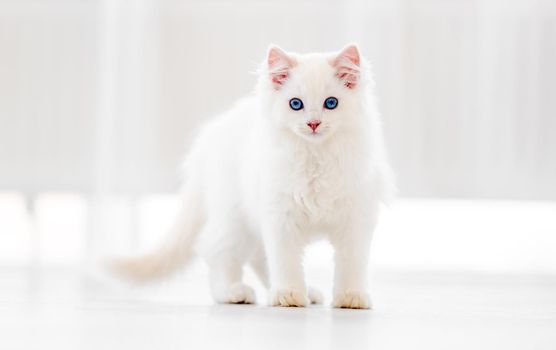 Lovely fluffy white ragdoll cat walking in light room and looking back with beautiful blue eyes. Adorable purebred feline pet outdoors