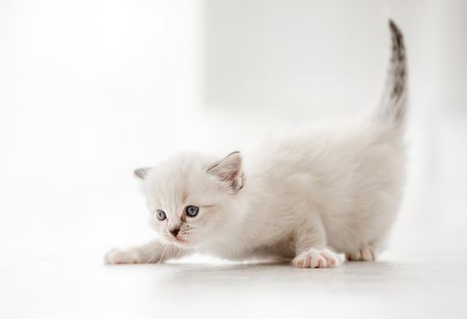 Adorable fluffy ragdoll kitten with beautiful blue eyes standing isolated on blurred white background. Cute little kitty in light room with daylight. Closeup portrait of purebred small cat
