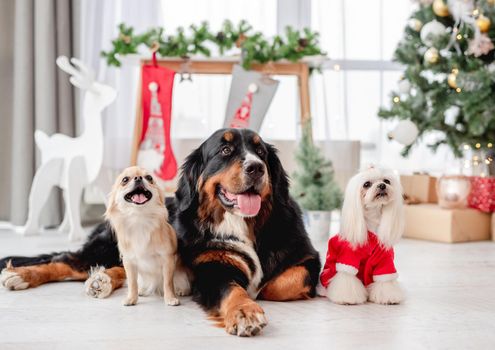 Chihuahua, bernese mountain dog and maltese dog in santa suit near decorated christmas tree at home