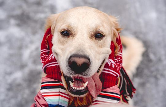 Golden retriever dog with tongue out enjoying girl hands on winter nature background