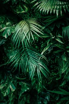 Tropical leaves as nature and environmental background, botanical garden and floral backdrop, plant growth and landscape design.