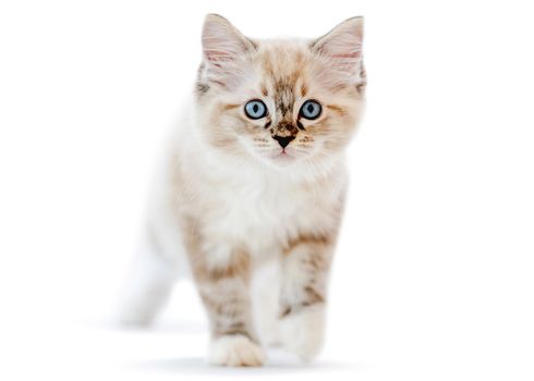 Cute ragdoll kitten looking at camera isolated on white background with copyspace. Domestic fluffy purebred kitty pet with beautiful blue eyes