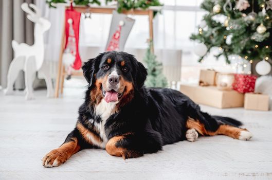Bernese mountain dog lying near christmas tree at home