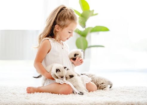Child girl sitting with ragdoll kittens on the floor at home. Little female person with kitty pets indoors