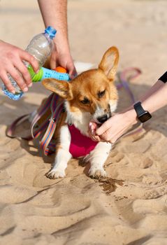 Dog greedily lapping water, owner pours liquid from bottle into palm of hand. Taking care of animals on hot day, protecting them from thirst and dehydration in summer. Corgi puppy close-up caressing.
