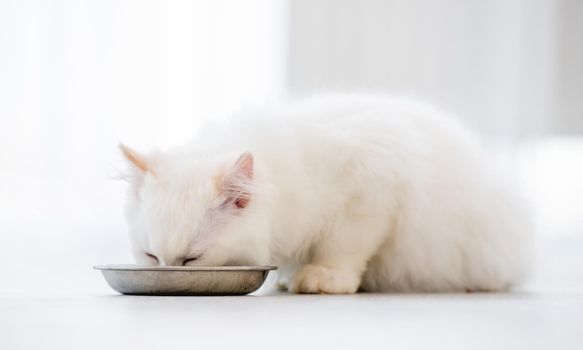 Lovely fluffy white ragdoll cat sitting on the floor and eating feed from bowl in light room. Adorable purebred feline pet outdoors with food