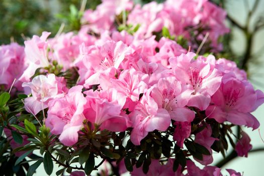 Flowers bloom azaleas, pink rhododendron buds on green background, long banner, spring backdrop