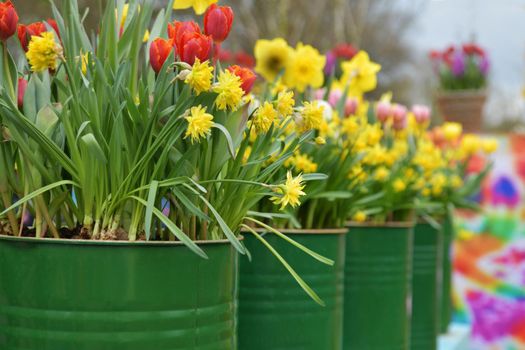 Tulips and daffodils in tin pots