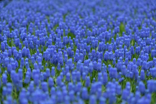 Blue muscari spring carpet Holland