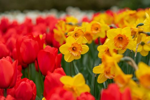 Red tulips and daffodils field Netherlands.