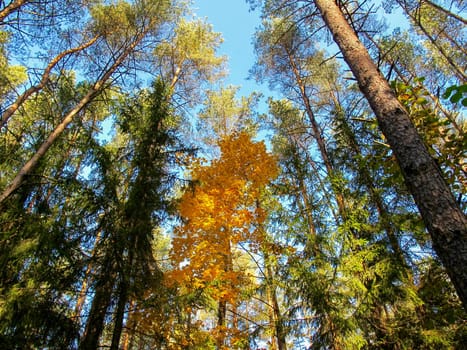 Scenic yellow tree in autumn forest on a sunny day