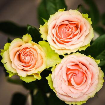 Beautiful pink roses. Perfect for background greeting card and invitations of the wedding, birthday, Valentine's Day, Mother's Day.