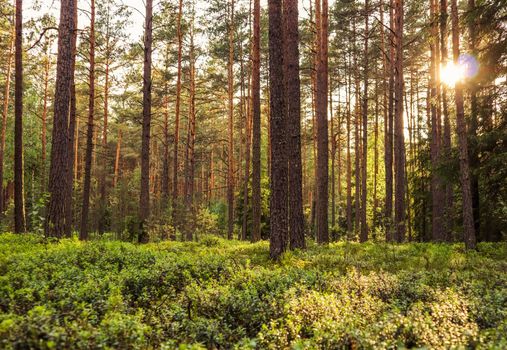 Sunlight on trees in a pine forest at sunset. Summer nature landscape.