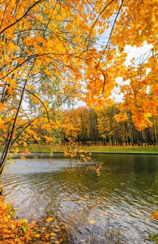 Bright yellow leaves on a maple by the river on a sunny autumn day