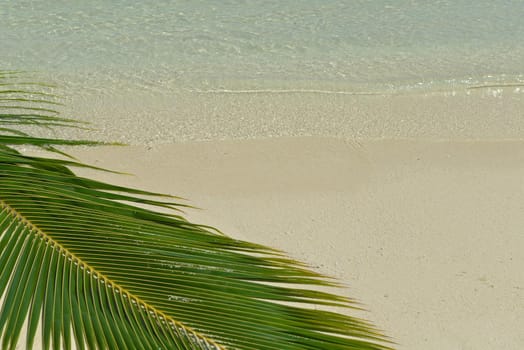 tropical beach with white sand at summer