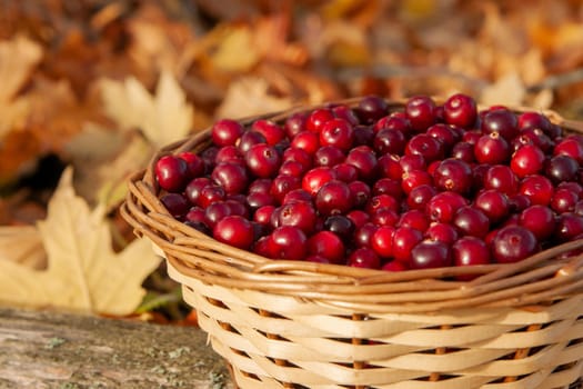 Full basket with juicy red cranberries in a basket on an autumn background of fallen leaves with copy space. Cranberry national holiday and Thanksgiving Day.