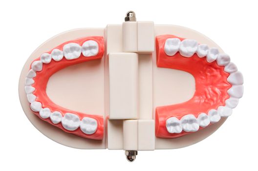 Teeth model isolated on white background, save clipping path.