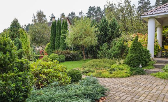 Landscaping of a garden with a bright green lawn, colorful shrubs, decorative evergreen plants and shaped boxwood (Buxus Sempervirens) in autumn. Gardening concept.