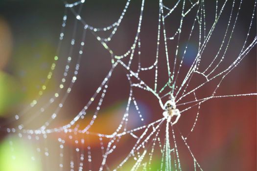 blurred abstract  spider on cobweb or spiderweb natural with rain drop pattern background