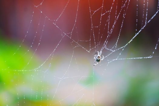 blurred rain drop pattern abstract spiderweb natural and rain drop background