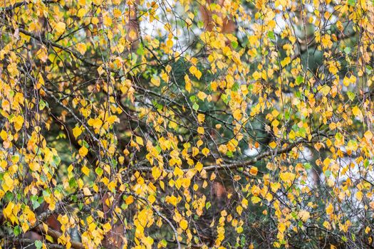 Bright yellow leaves on birch branches. Autumn background