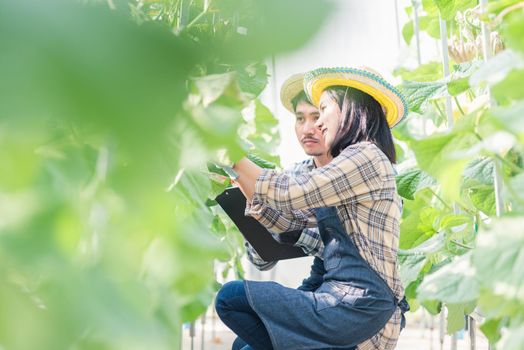 Young couple farmers checking their cantaloupe melons farm, woman and man check quality melon together and take notes on paper in the garden greenhouse, Agricultural fresh organic concepts