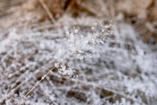 the first snow of the season on the autumn grass. High quality photo