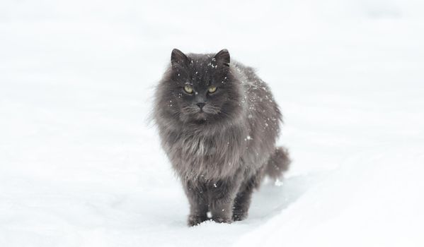 gray cat stands among white snows in winter, holidays