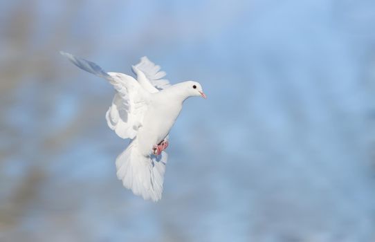 white dove flies quickly with wings spread, delivery