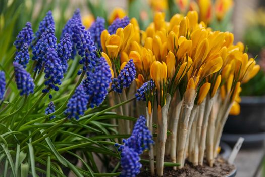 Muscari and yellow crocuses first spring flowers