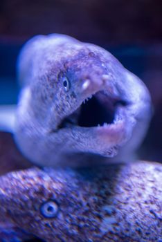 underwater photography of a fish swimming in freshwater aquarium